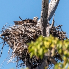 Pandion haliaetus at Florence Bay, QLD - 16 Jul 2024