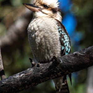 Dacelo novaeguineae at Middlemount, QLD - 20 Jul 2024