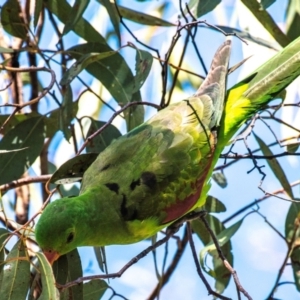 Aprosmictus erythropterus at Middlemount, QLD - 20 Jul 2024