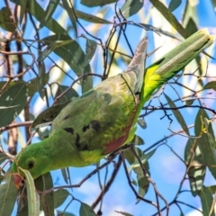 Aprosmictus erythropterus at Middlemount, QLD - 20 Jul 2024