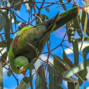 Aprosmictus erythropterus at Middlemount, QLD - 20 Jul 2024