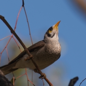 Manorina melanocephala at Middlemount, QLD - 20 Jul 2024 10:26 AM