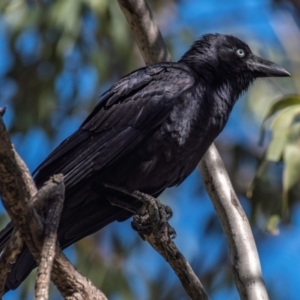 Corvus orru at Middlemount, QLD - 20 Jul 2024 10:33 AM