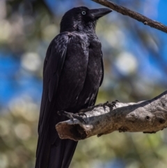 Corvus orru at Middlemount, QLD - 20 Jul 2024 10:33 AM