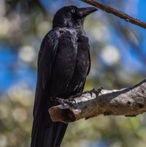 Corvus orru at Middlemount, QLD - 20 Jul 2024 10:33 AM