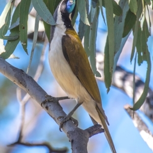 Entomyzon cyanotis at Middlemount, QLD - 20 Jul 2024