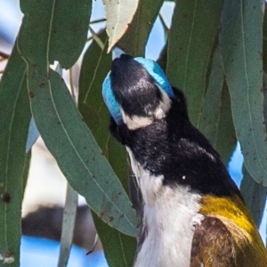 Entomyzon cyanotis at Middlemount, QLD - 20 Jul 2024