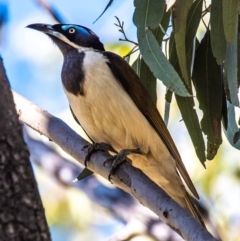 Entomyzon cyanotis at Middlemount, QLD - 20 Jul 2024