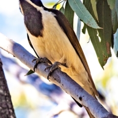 Entomyzon cyanotis at Middlemount, QLD - 20 Jul 2024