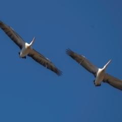 Pelecanus conspicillatus (Australian Pelican) at Middlemount, QLD - 20 Jul 2024 by Petesteamer