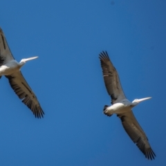 Pelecanus conspicillatus at Middlemount, QLD - 20 Jul 2024 10:37 AM