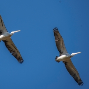 Pelecanus conspicillatus at Middlemount, QLD - 20 Jul 2024