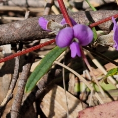 Hovea heterophylla at Wombeyan Caves, NSW - 7 Sep 2024 by trevorpreston