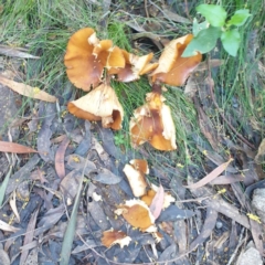 zz agaric (stem; gills white/cream) at Tilba Tilba, NSW - 3 Sep 2024 by Janie