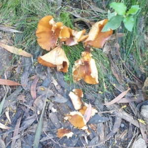 zz agaric (stem; gills white/cream) at Tilba Tilba, NSW - 3 Sep 2024 04:30 PM