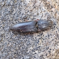 Unidentified Click beetle (Elateridae) at Wombeyan Caves, NSW - 7 Sep 2024 by trevorpreston