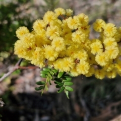 Acacia terminalis (Sunshine Wattle) at Wombeyan Caves, NSW - 7 Sep 2024 by trevorpreston