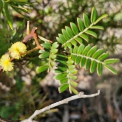 Acacia terminalis at Wombeyan Caves, NSW - 7 Sep 2024