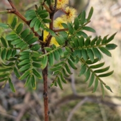 Acacia terminalis at Wombeyan Caves, NSW - 7 Sep 2024