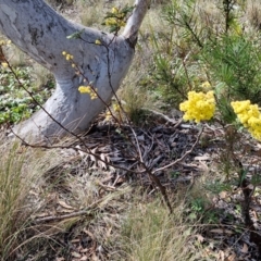 Acacia terminalis at Wombeyan Caves, NSW - 7 Sep 2024