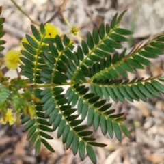 Acacia terminalis at Wombeyan Caves, NSW - 7 Sep 2024