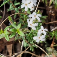 Unidentified Other Shrub at Wombeyan Caves, NSW - 7 Sep 2024 by trevorpreston