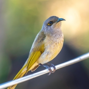 Lichmera indistincta at Miara, QLD - 16 Jun 2024