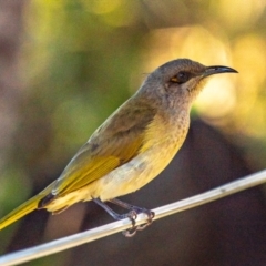 Lichmera indistincta at Miara, QLD - 16 Jun 2024