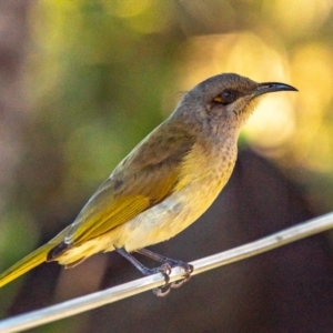 Lichmera indistincta at Miara, QLD - 16 Jun 2024