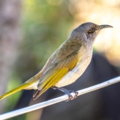 Lichmera indistincta at Miara, QLD - 16 Jun 2024