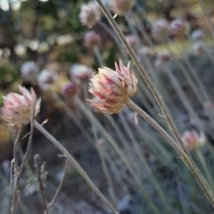 Leucochrysum albicans subsp. tricolor at Fadden, ACT - 7 Sep 2024