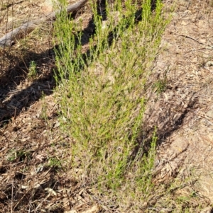 Cassinia sifton at Fadden, ACT - 7 Sep 2024 02:41 PM