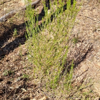 Cassinia sifton at Fadden, ACT - 7 Sep 2024 by LPadg