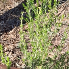 Cassinia sifton at Fadden, ACT - 7 Sep 2024