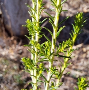 Cassinia sifton at Fadden, ACT - 7 Sep 2024 02:41 PM