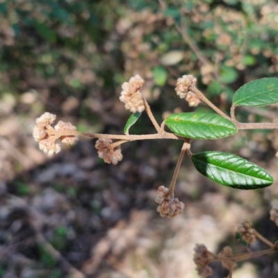 Pomaderris sp. at Curraweela, NSW - 7 Sep 2024 by trevorpreston