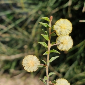 Acacia gunnii at Curraweela, NSW - 7 Sep 2024 01:05 PM