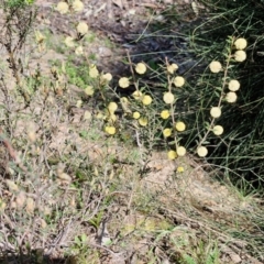 Acacia gunnii at Curraweela, NSW - 7 Sep 2024 01:05 PM