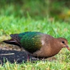 Chalcophaps longirostris (Pacific Emerald Dove) at Mon Repos, QLD - 28 Jun 2024 by Petesteamer