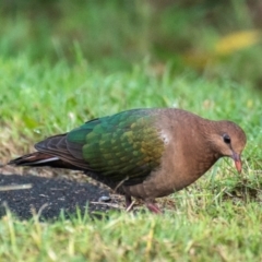 Chalcophaps longirostris at Mon Repos, QLD - 28 Jun 2024 09:40 AM