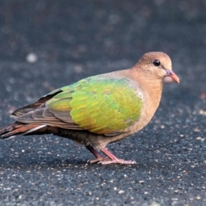 Chalcophaps longirostris at Mon Repos, QLD - 28 Jun 2024