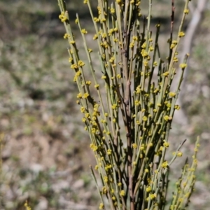 Exocarpos strictus at Curraweela, NSW - 7 Sep 2024