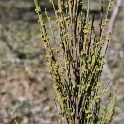 Unidentified Other Shrub at Curraweela, NSW - 7 Sep 2024 by trevorpreston