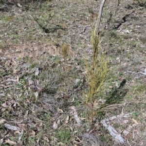 Exocarpos strictus at Curraweela, NSW - 7 Sep 2024