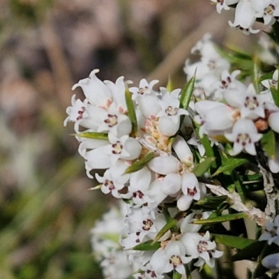 Unidentified Other Shrub at Curraweela, NSW - 7 Sep 2024 by trevorpreston