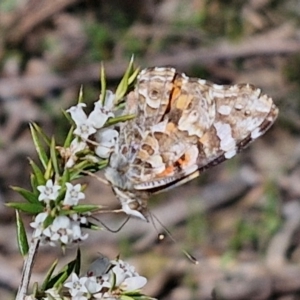 Vanessa kershawi at Curraweela, NSW - 7 Sep 2024 01:01 PM