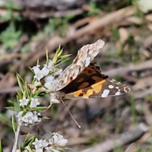 Vanessa kershawi at Curraweela, NSW - 7 Sep 2024 01:01 PM