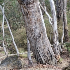 Eucalyptus dives (Broad-leaved Peppermint) at Paling Yards, NSW - 7 Sep 2024 by trevorpreston