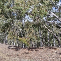 Eucalyptus dives at Paling Yards, NSW - 7 Sep 2024 12:47 PM