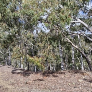 Eucalyptus dives at Paling Yards, NSW - 7 Sep 2024 12:47 PM